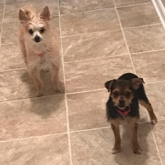 Meet your Posher, Samantha - Picture 1 of 1